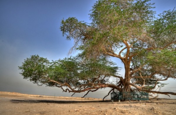 TREE-OF-LIFE-bahrein.jpg