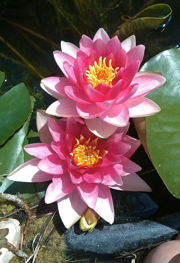 Lotus Estelle