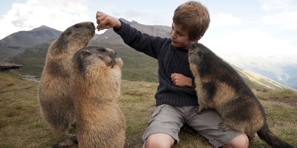Matteo-11-ans-a-ete-adopte-par-un-groupe-de-marmottes (4)