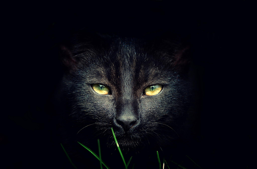 chat noir David Charouz