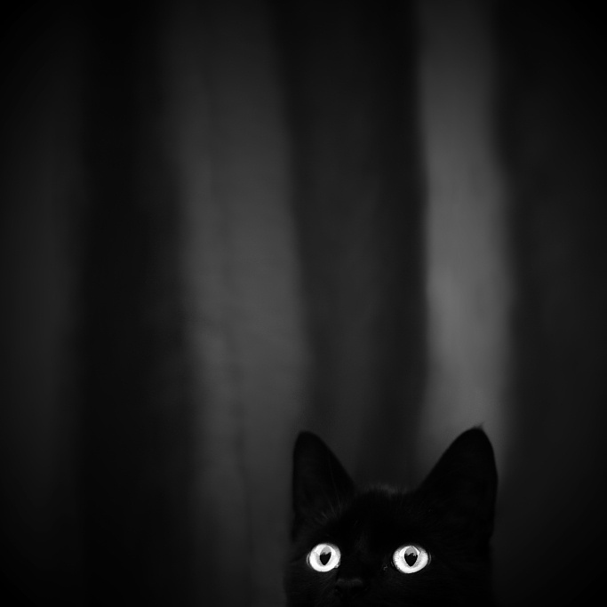chat noir veronika