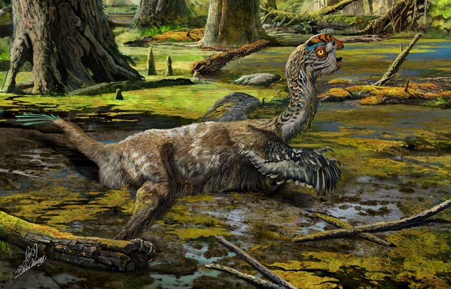 tongtianlong-limosus