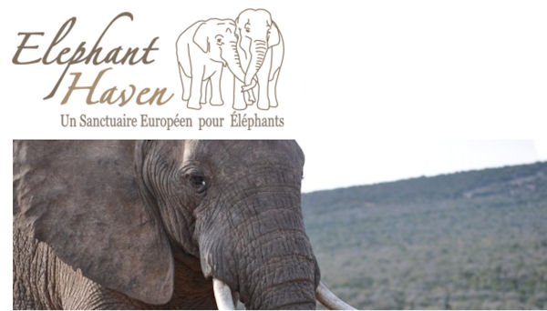 elephant haven